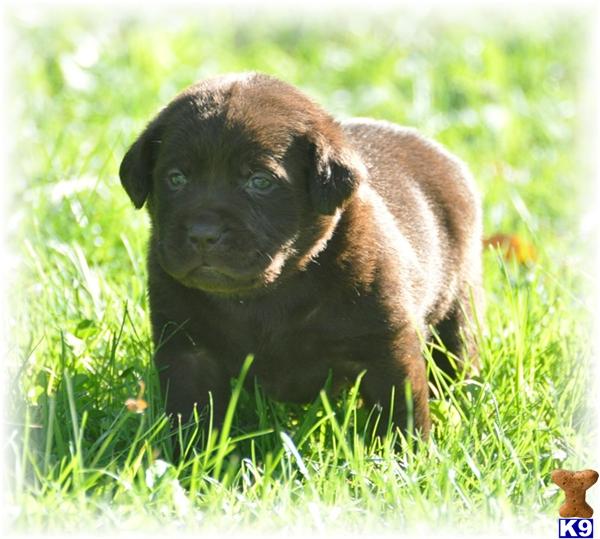 Puppies in MN