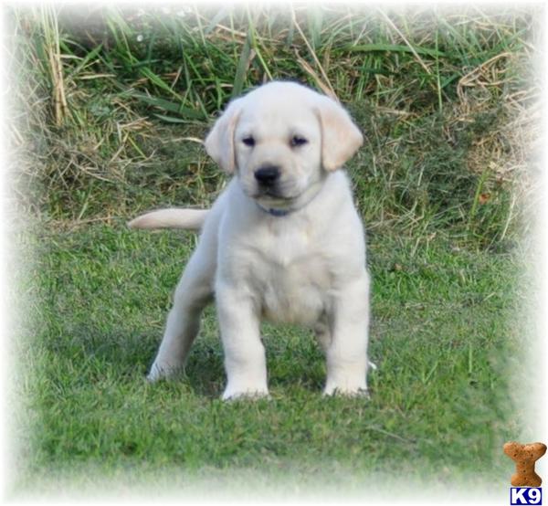 Puppies in MN