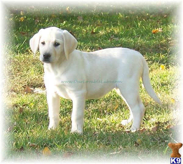 yellow lab puppies for sale in ga document moved yellow lab puppies for sale in ga document moved