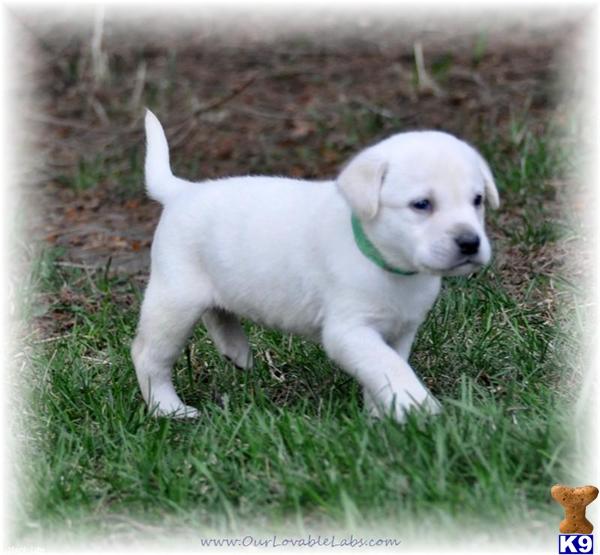 chocolate lab puppies for sale in mn labrador retriever lab for stud in minnesota freedoglistings breeds picture chocolate lab puppies for sale in mn labrador retriever lab for stud in minnesota freedoglistings breeds picture
