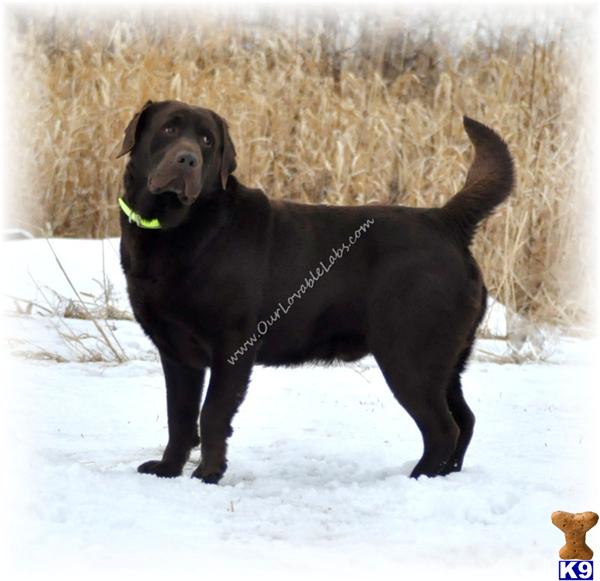 Stud Dogs - Labrador Retriever