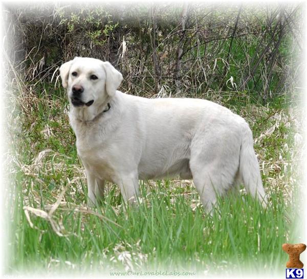 Stud Dogs - Labrador Retriever