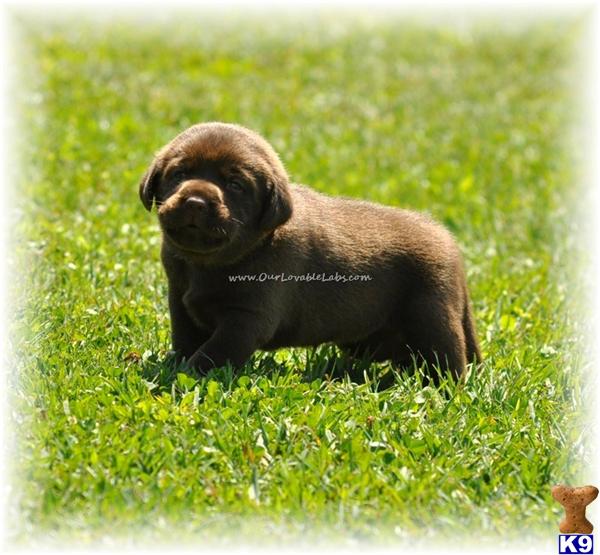 chocolate lab puppies for sale in ga labrador retriever puppies for sale in ga chocolate lab puppies for sale in ga labrador retriever puppies for sale in ga