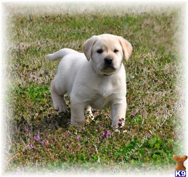 golden retriever chion puppies for sale labrador retriever puppies for sale in ga golden retriever chion puppies for sale labrador retriever puppies for sale in ga