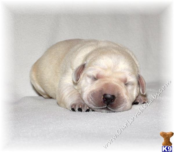 Puppies in GA