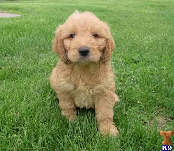 small mixed breed puppies for sale small mixed breed puppies for sale in eustis florida breeds picture small mixed breed puppies for sale small mixed breed puppies for sale in eustis florida breeds picture