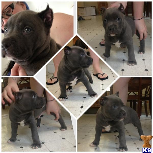 Puppies in VA