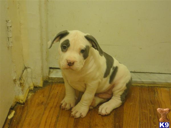 Puppies in NY
