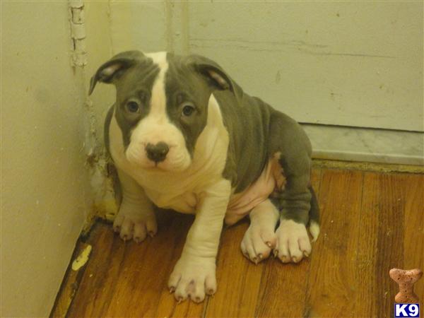 Puppies in NY