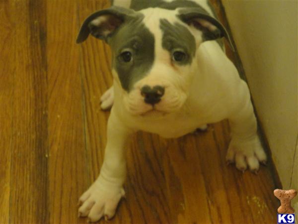 Puppies in NY