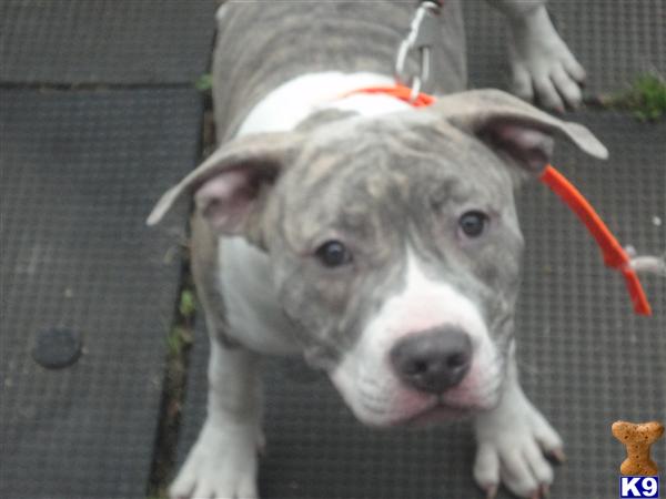 Puppies in Bronx