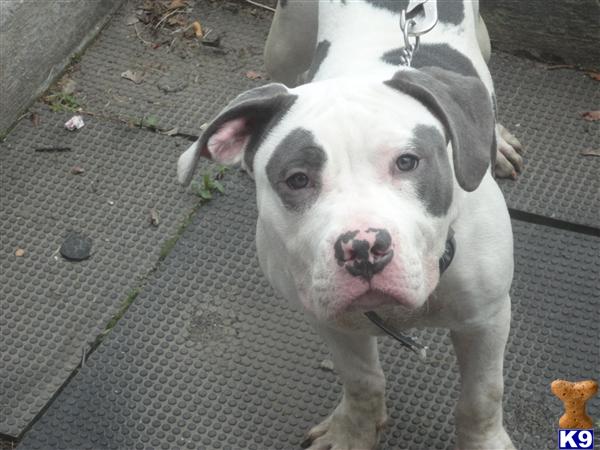 Puppies in Bronx