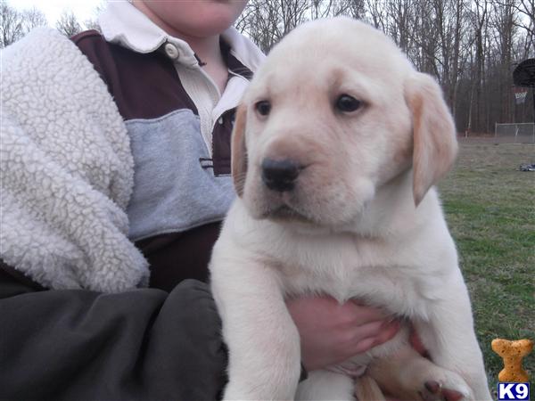Labrador Retriever Puppies