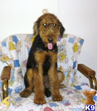 Airedale Terrier Puppies