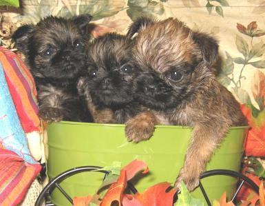 Brussels Griffon Puppies for Sale