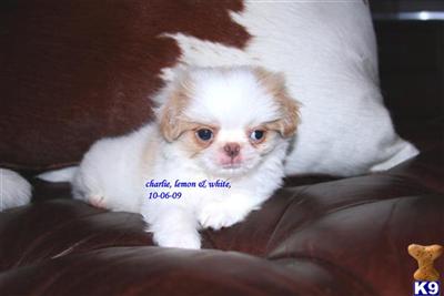 Japanese Chin Puppies for Sale