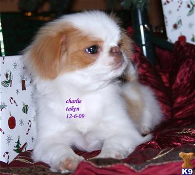 Japanese Chin Puppies