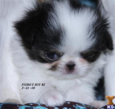 Japanese Chin Puppies for Sale