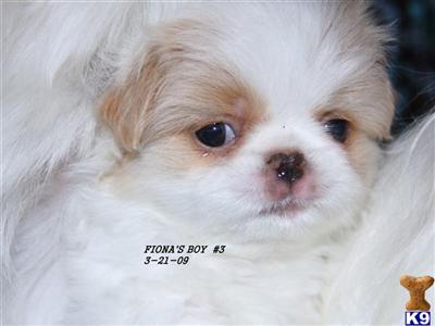 Japanese Chin Puppies for Sale