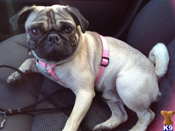 Stud Dogs - Pug