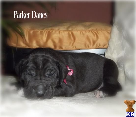Puppies in IN