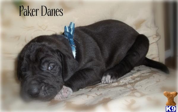 Puppies in IN