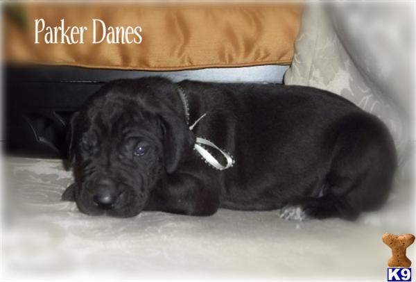 Puppies in IN
