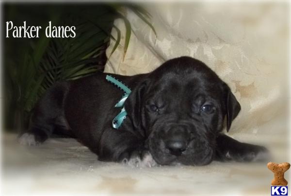 Puppies in IN