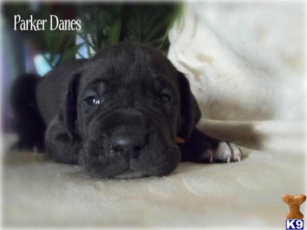 Puppies in IN