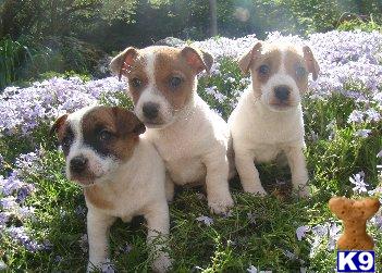 Puppies in NH