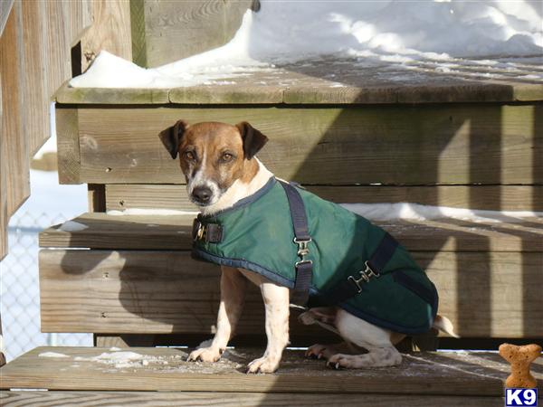 Stud Dogs - Jack Russell Terrier