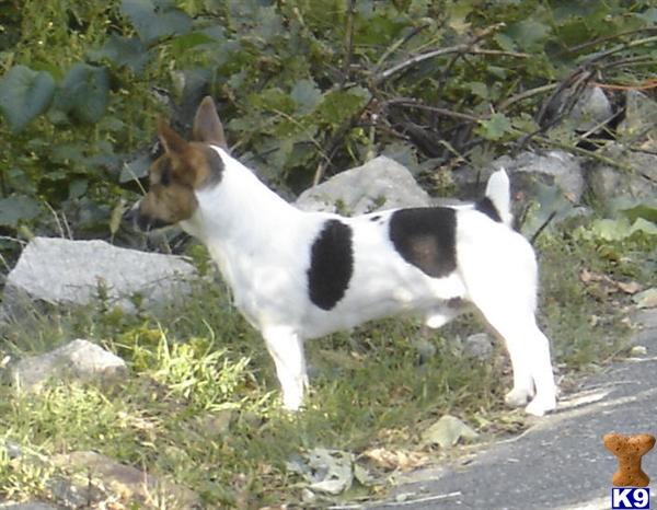 Stud Dogs - Jack Russell Terrier
