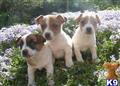 Jack Russell Terrier