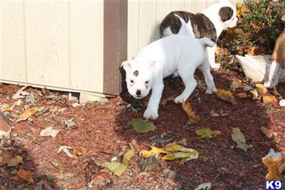 Old English Bulldog Puppies for Sale