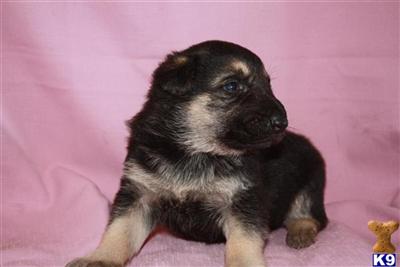 Puppies in PA