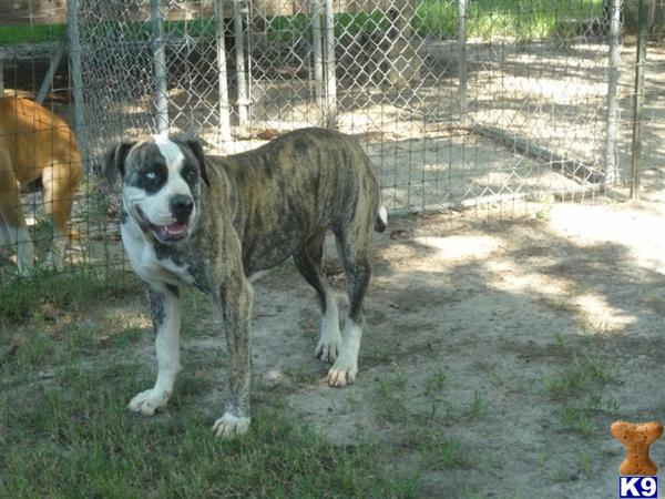 Dogs - American Bulldog