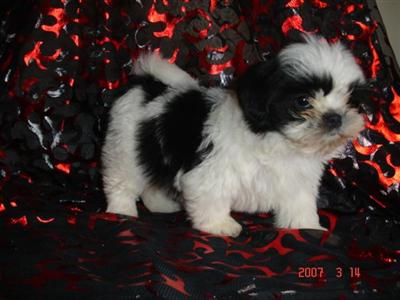 Shih Tzu Puppies in TX