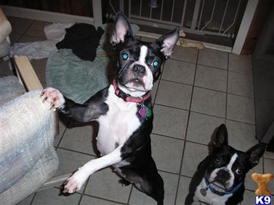 Female Dogs