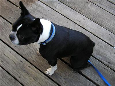 Stud Dogs in NJ