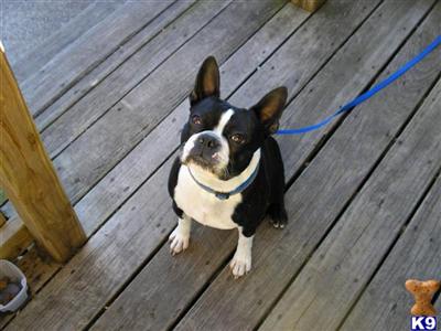 Stud Dogs - Boston Terrier