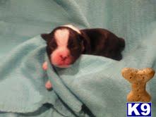 Puppies in NJ