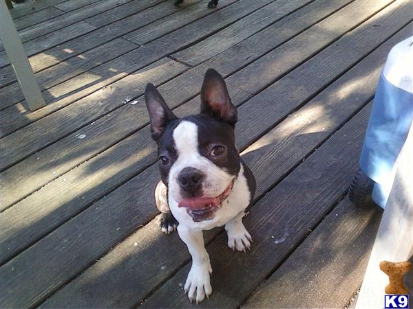 Stud Dogs in NJ
