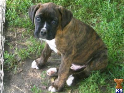 Puppies in MN