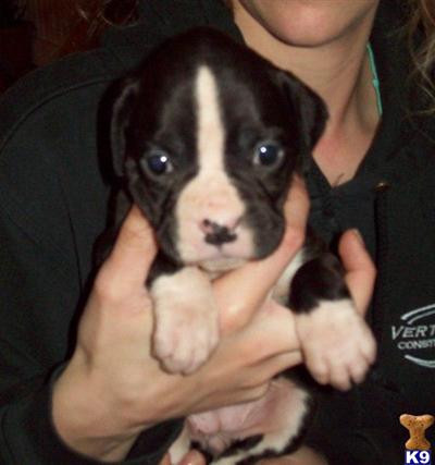 Puppies in MN