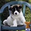 Akita