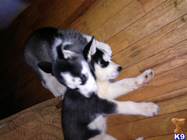 Siberian Husky Puppies in GA