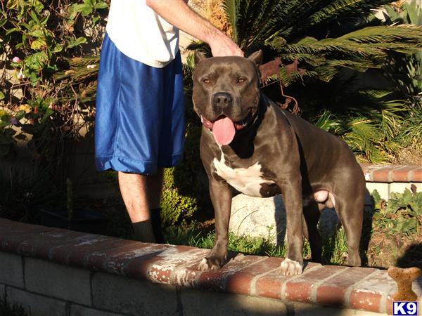 Stud Dogs in CA