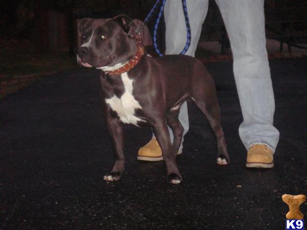 Stud Dogs in PA