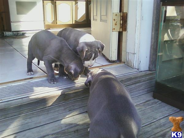 Puppies in Chicago
