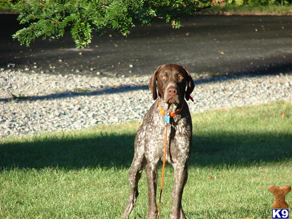 Stud Dogs - German Shorthaired Pointer
